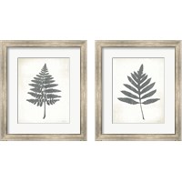 Framed 'Chalkboard Fern  2 Piece Framed Art Print Set' border=