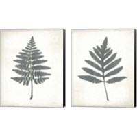 Framed 'Chalkboard Fern  2 Piece Canvas Print Set' border=