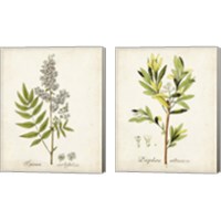 Framed 'Antique Herb Botanical 2 Piece Canvas Print Set' border=