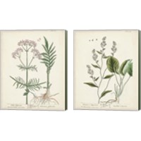 Framed 'Antique Herbs 2 Piece Canvas Print Set' border=