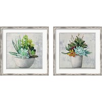 Framed 'Succulent Still Life 2 Piece Framed Art Print Set' border=