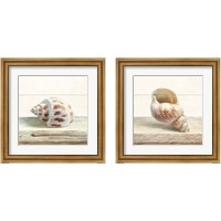 Framed 'Driftwood Shell 2 Piece Framed Art Print Set' border=