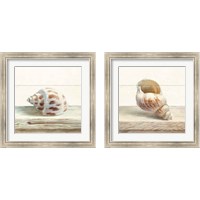 Framed 'Driftwood Shell 2 Piece Framed Art Print Set' border=