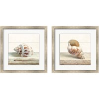 Framed 'Driftwood Shell 2 Piece Framed Art Print Set' border=