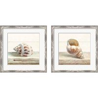 Framed 'Driftwood Shell 2 Piece Framed Art Print Set' border=