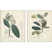 Framed 'Vintage Verdure 2 Piece Art Print Set' border=