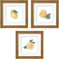 Framed 'Citrus Limon 3 Piece Framed Art Print Set' border=