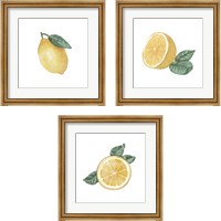 Framed 'Citrus Limon 3 Piece Framed Art Print Set' border=