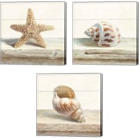 Framed 'Driftwood Shell 3 Piece Canvas Print Set' border=