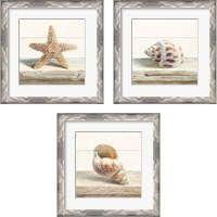 Framed 'Driftwood Shell 3 Piece Framed Art Print Set' border=