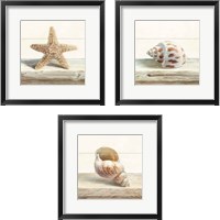 Framed 'Driftwood Shell 3 Piece Framed Art Print Set' border=