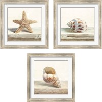 Framed 'Driftwood Shell 3 Piece Framed Art Print Set' border=