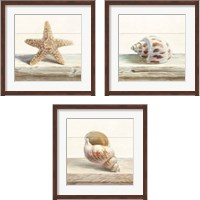 Framed 'Driftwood Shell 3 Piece Framed Art Print Set' border=