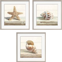 Framed 'Driftwood Shell 3 Piece Framed Art Print Set' border=