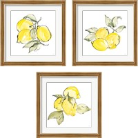 Framed 'Lemons 3 Piece Framed Art Print Set' border=