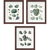 Framed 'Celadon Shells 3 Piece Framed Art Print Set' border=