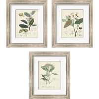 Framed 'Vintage Verdure 3 Piece Framed Art Print Set' border=