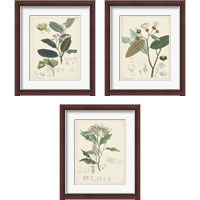 Framed 'Vintage Verdure 3 Piece Framed Art Print Set' border=