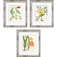 Framed 'Bright Botanicals 3 Piece Framed Art Print Set' border=