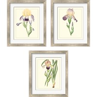 Framed 'Purple Irises 3 Piece Framed Art Print Set' border=