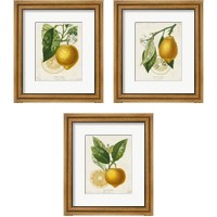 Framed 'French Lemon 3 Piece Framed Art Print Set' border=