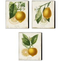 Framed 'French Lemon 3 Piece Canvas Print Set' border=