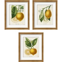 Framed 'French Lemon 3 Piece Framed Art Print Set' border=