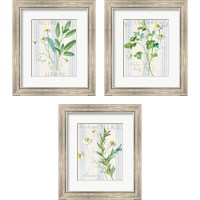 Framed 'Floursack Herbs 3 Piece Framed Art Print Set' border=