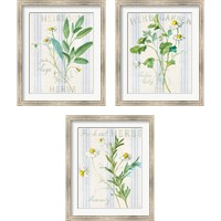 Framed 'Floursack Herbs 3 Piece Framed Art Print Set' border=