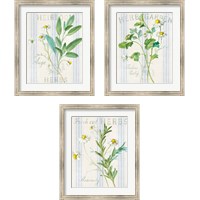 Framed 'Floursack Herbs 3 Piece Framed Art Print Set' border=