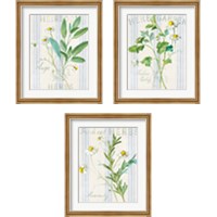 Framed 'Floursack Herbs 3 Piece Framed Art Print Set' border=