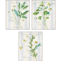 Framed 'Floursack Herbs 3 Piece Art Print Set' border=