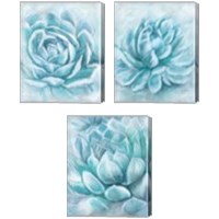 Framed 'Aqua Succulen 3 Piece Canvas Print Set' border=