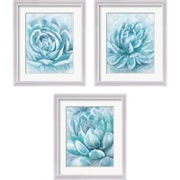 Framed 'Aqua Succulen 3 Piece Framed Art Print Set' border=