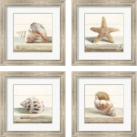 Framed 'Driftwood Shell 4 Piece Framed Art Print Set' border=