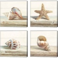 Framed 'Driftwood Shell 4 Piece Canvas Print Set' border=