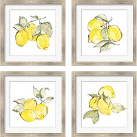 Framed 'Lemons 4 Piece Framed Art Print Set' border=