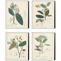 Framed 'Vintage Verdure 4 Piece Canvas Print Set' border=