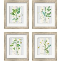 Framed 'Floursack Herbs 4 Piece Framed Art Print Set' border=