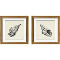 Framed 'Seashell Pencil Sketch 2 Piece Framed Art Print Set' border=