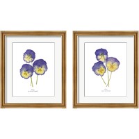 Framed 'Pressed Violas 2 Piece Framed Art Print Set' border=