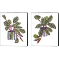 Framed 'Prayer Plant 2 Piece Canvas Print Set' border=