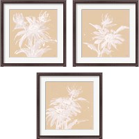 Framed 'Echinacea  3 Piece Framed Art Print Set' border=