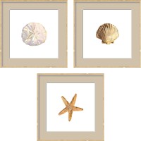 Framed 'Oceanum Shells White 3 Piece Framed Art Print Set' border=