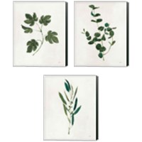 Framed 'Botanical Study Greenery 3 Piece Canvas Print Set' border=