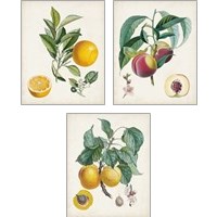 Framed 'Vintage Fruit 3 Piece Art Print Set' border=