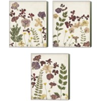 Framed 'Pressed Flower Arrangement 3 Piece Canvas Print Set' border=