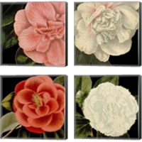 Framed 'Dramatic Camellia 4 Piece Canvas Print Set' border=