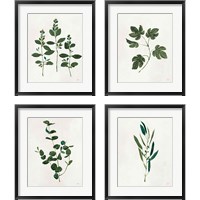Framed 'Botanical Study Greenery 4 Piece Framed Art Print Set' border=