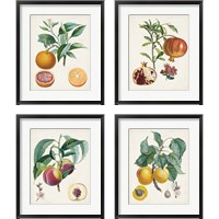 Framed 'Vintage Fruit 4 Piece Framed Art Print Set' border=